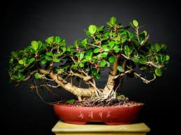 Browse our online selection of bonsai trees shipped directly from our nursery now! Raft Style Green Island Ficus Figs Bonsai
