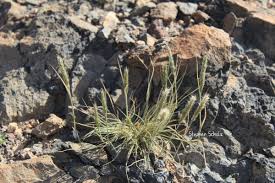 Image result for Enneapogon desvauxii