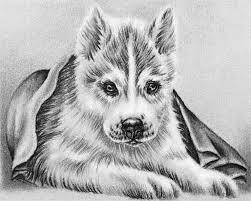 I have worked in a lot of nursing fields. Husky Dog Coloring Pictures Novocom Top