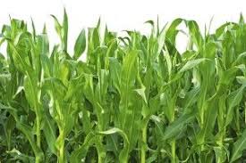 Pin On Plants Poisonous To Pets