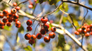 Become a hawthorn member from $100 for adults, $65 for kids. Washington Hawthorn A Symbol Of Hope Arbor Day Blog