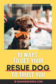 10 Ways To Get Your Rescue Dog To Trust You Doggie Desires Rescue Dogs Dogs Dog Skin Care
