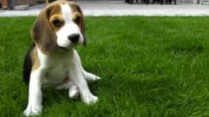 louie the beagle puppy from eight weeks to eight months