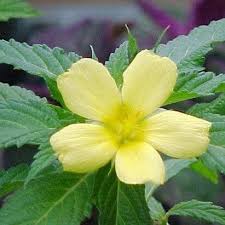 Image result for Turneraceae