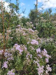 Image result for Hedbergia