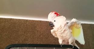 Bird Freaks Out About Going In Cage Her Rant Will Make You Blush Sf Globe Birds Funny Birds Animals