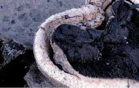 Image result for Scleroderma polyrhizon