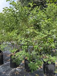 Image result for Cassia thyrsoidea