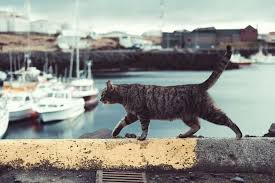 Very fat or obese cats don't. What S Up With My Cat S Saggy Belly Hint It S Not What You Think Cole Marmalade
