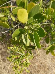 Image result for Salvadoraceae