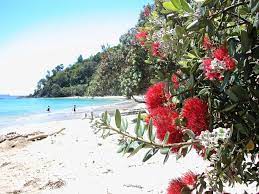 Immigration new zealand says it is struggling to cope with a surge in visa applications and enquiries, and this has crushed many kiwi family christmas reunion dreams. Pohutukawa Trees Nzhistory New Zealand History Online
