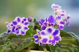 Maybe you would like to learn more about one of these? Share Your Love Of African Violets Greenview