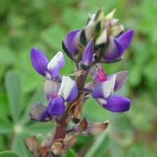 Image result for Lupinus mexicanus
