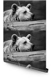 A black and white wallpaper of the bear(640x480). Black White Brown Bear Wallpaper Roll Pixers We Live To Change