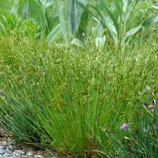 Image result for Juncus