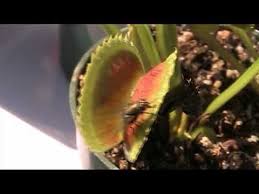 Check spelling or type a new query. Pin On Carnivorous