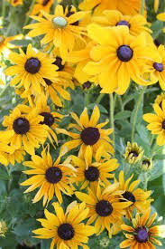 Image result for Rudbeckia hirta