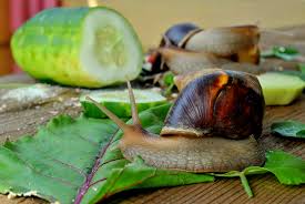 Die weinbergschnecke kann bis zu fünf zentimeter groß werden (gehäusegröße) und steht unter sie können dem nützling gutes tun, indem sie einige abgeschnittene pflanzenteile im garten liegen. Was Fressen Schnecken Alles Rund Um Die Ernahrung