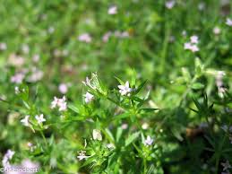 Image result for Sherardia arvensis