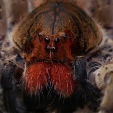 Opening at 9:00 am tomorrow. Tucsons Exotic Pet Shop Home Facebook