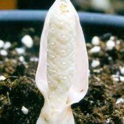 Image result for Gonatopus