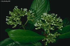 Image result for Gaertnera