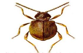 How we love sequestering, where no pests are pestering. Outstanding House Pest Control Free Quotes Pest Control London 0800 772 3262