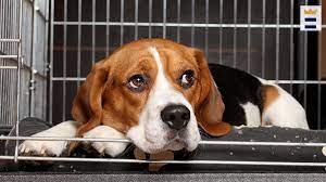Dogs often dislike being crated because they have learned that once they go into the crate, the owner is now leaving the home. How To Crate Train A Dog With Separation Anxiety Chicago Tribune