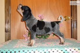 Black And Tan Coonhound For Sale In Sc Trouble Ukc Registered Coonhound Puppy Bluetick Coonhound Hound Puppies