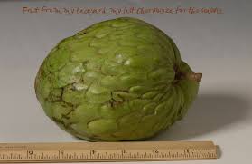 5 out of 5 stars. Cherimoya Fruit From My Backyard Last One From The Tree F Flickr