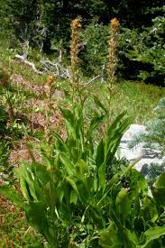 Image result for Fuirena stricta