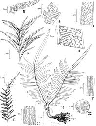 Image result for Pityrogramma calomelanos