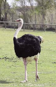 The largest (both heaviest and tallest) flightless bird, which is also the largest living bird, is. Can All Birds Fly Handy Answer Book