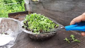 We did not find results for: How To Grow Microgreens From Leftover Garden Seeds Gardening