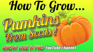 How To Grow Pumpkins From Seeds Https T Co Ieo4g6jbw1 Via Youtube Gardening Planting Pumpkin Garden Htt Growing Pumpkins Grow Pumpkins From Seeds Seeds