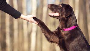 10 Ways To Give Your Dog More Mental Stimulation Puppy Leaks