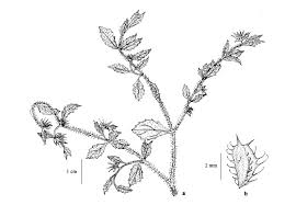 Image result for Acanthospermum