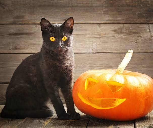 Why Are Black Cats Associated with Halloween? | Hartz