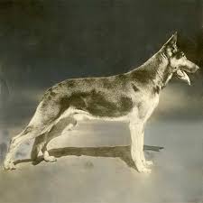 The german shepherd dog is distinguished for loyalty, courage, and the ability to assimilate and retain training for a number of special services; German Shepherd Dog Dog Breed Information