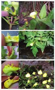 Image result for Calceolaria tripartita