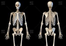 Motion was simulated for true ribs only. Rib Skeleton Stock Photos Offset