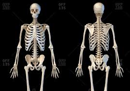 Explore {{searchview.params.phrase}} by color family Rib Skeleton Stock Photos Offset