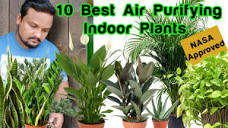 Top 10 Air Purifying Indoor Plants For Decoration : NASA APPROVED ...