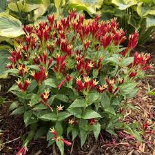 Image result for Spigelia