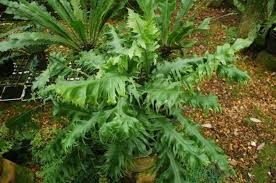 Image result for Microsorum punctatum