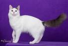 Turkish Van Cat Breed Information - Vetstreet