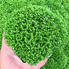 Image result for Selaginella soyauxii