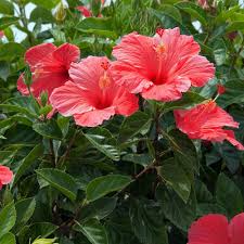 Hibiscus Lucy Red 1 Root Stock Van Zyverden Hibiskus Strauch Hibiskus Blumen Anbauen