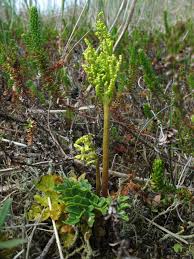 Image result for Ophioglossum gomezianum