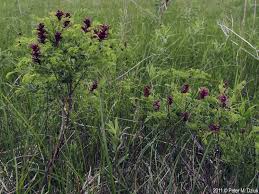 Image result for Lipocarpha nana